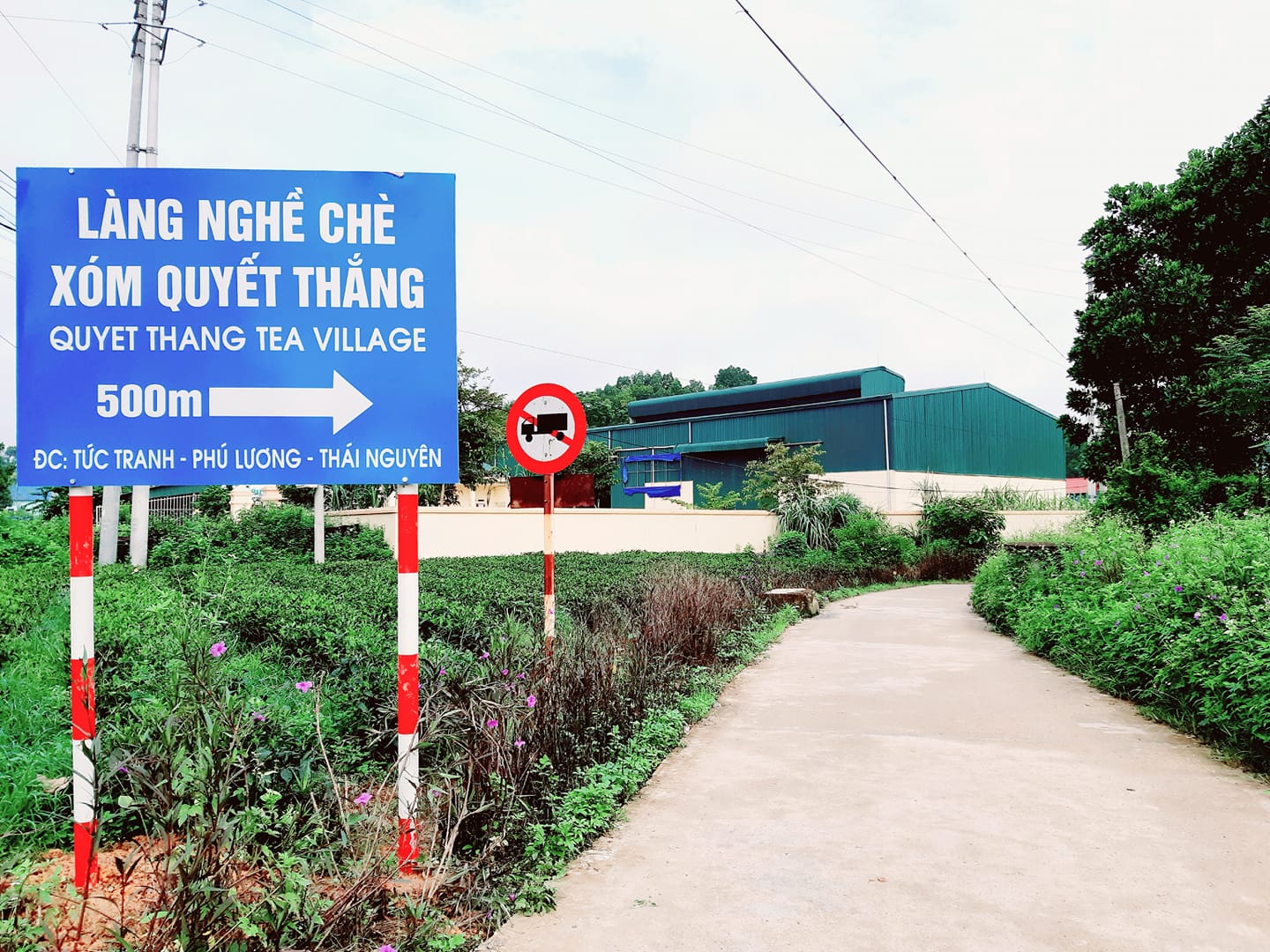 Chè Phú Lương chắp cánh thương hiệu