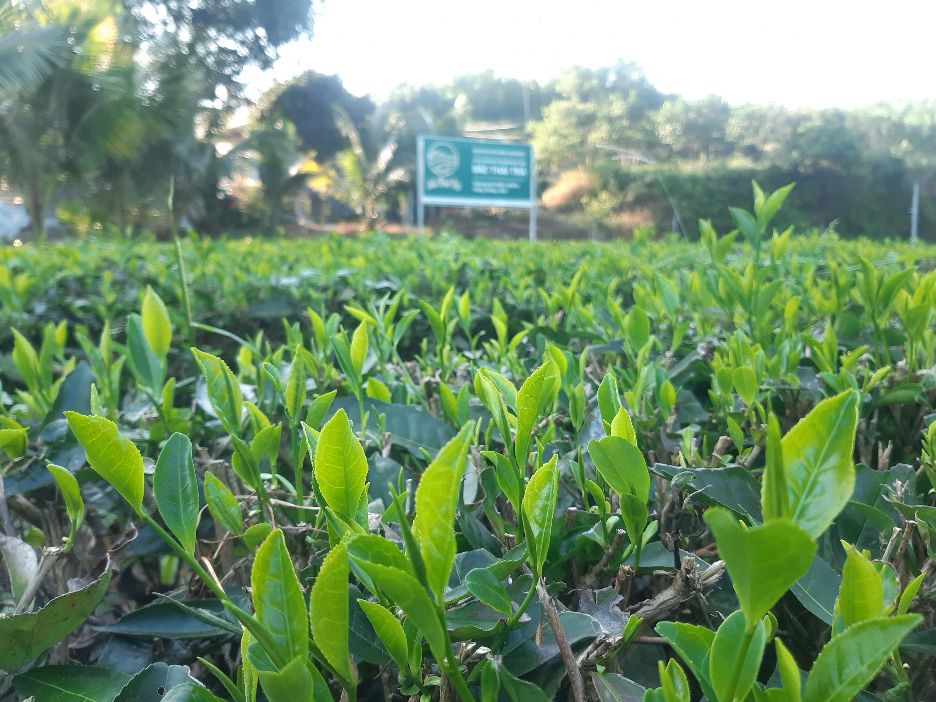 Chắt Chiu Tinh Túy Đồi Xanh – Trọn Vị Trà Thái Nguyên