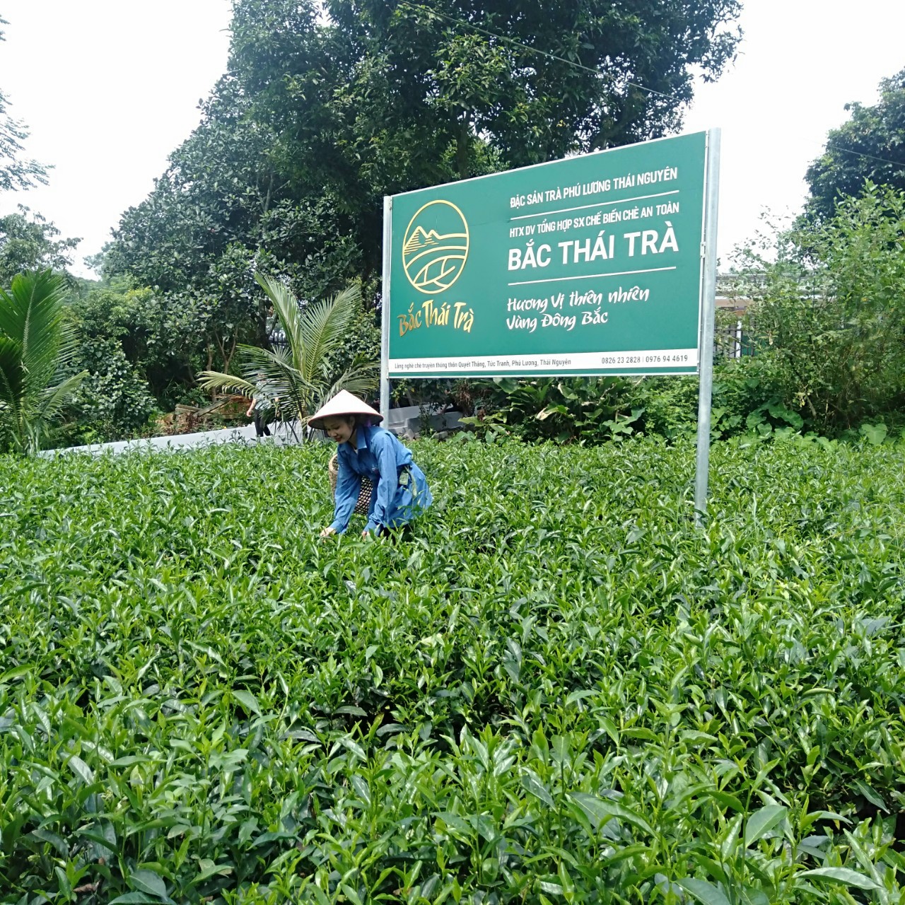 Chè Thái Nguyên – Tinh hoa trà Việt từ Hợp tác xã Bắc Thái Trà