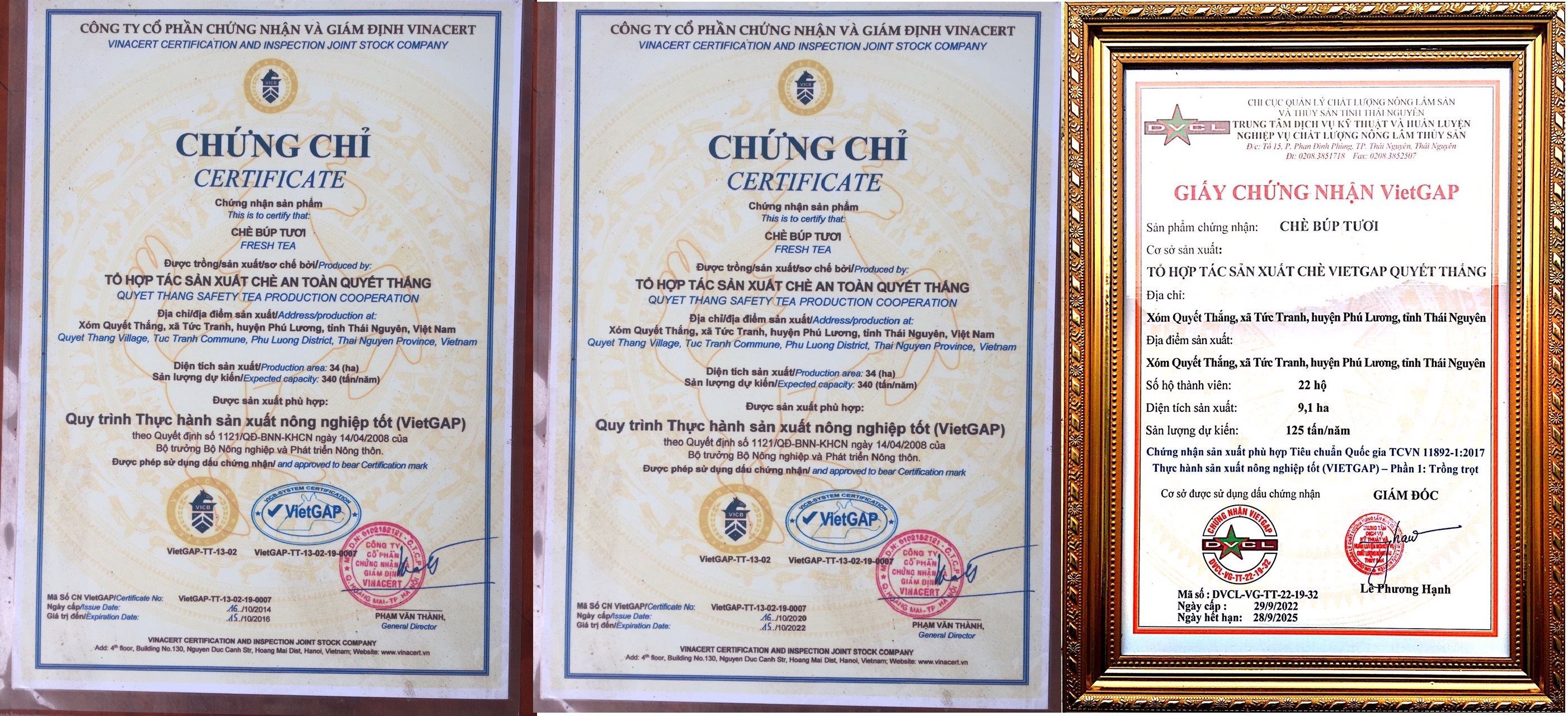 Đặc sản trà Phú Lương Thái Nguyên